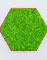 Hexagoane Mossai Play - Decoraţiune tablou din licheni naturali